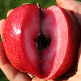 Macieira de polpa vermelha 'Red Love'